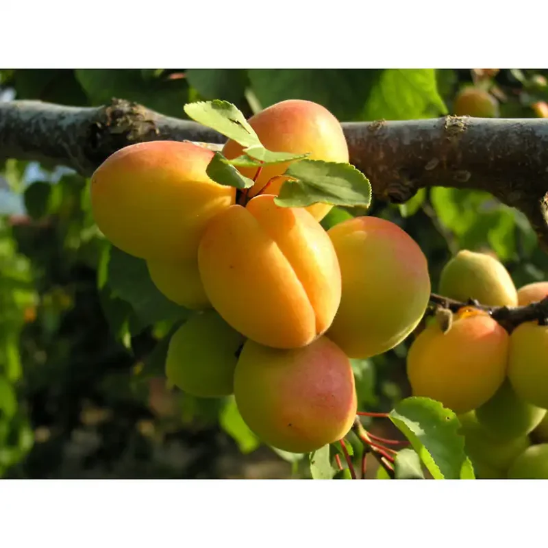 Aprikosträd Omnia Garden Prunus Armeniaca Hargrand Erbjudande