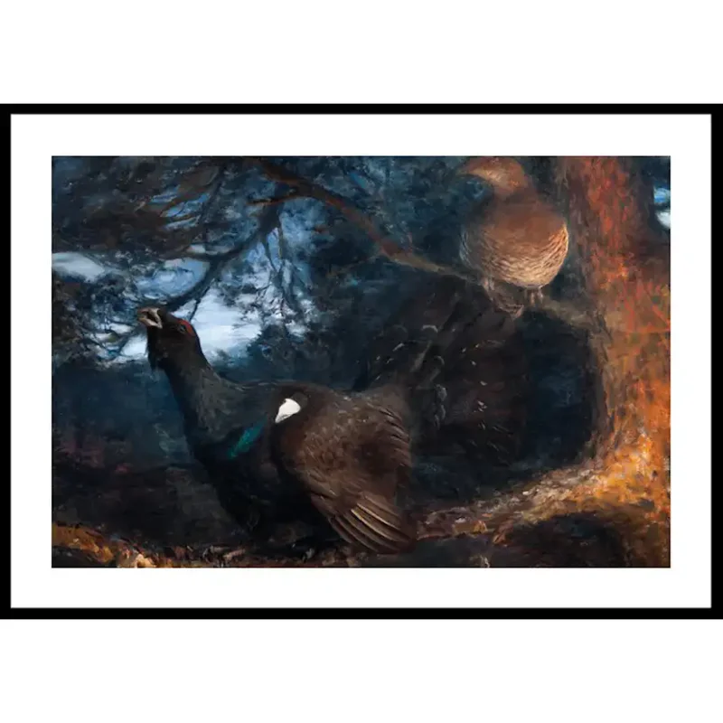 Poster Gallerix The Mating of the Capercaillies By Bruno Liljefors Begränsad tid
