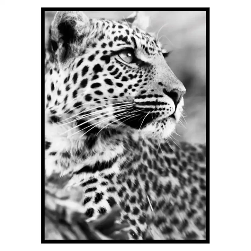 Poster Gallerix Leopard B&WStorlek: 70x100 cm Sänkt pris